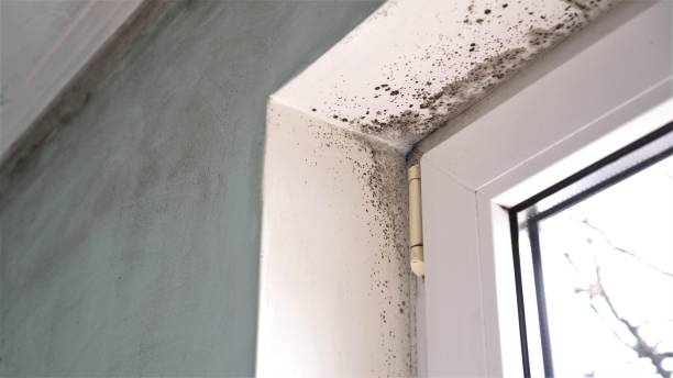 Best Air Quality Testing for Mold Spores  in Clay, CA
