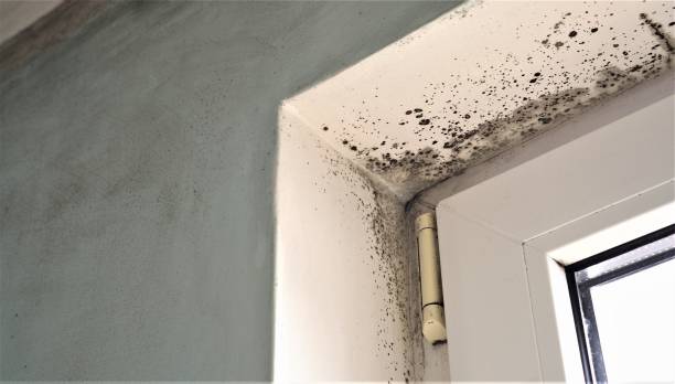 Best Basement Mold Removal  in Clay, CA