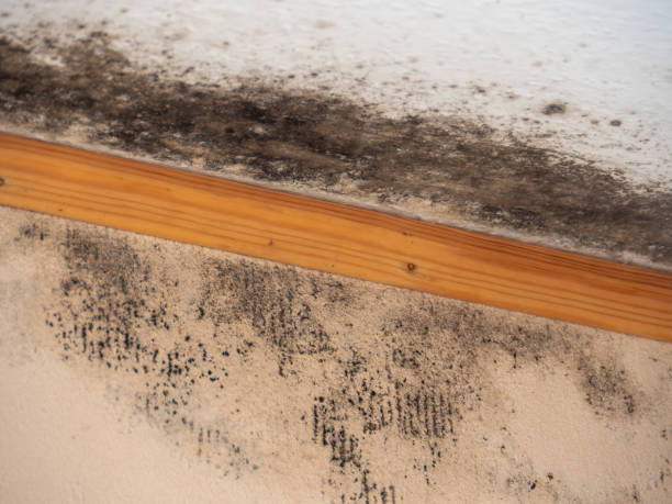 Best Water Damage & Mold Remediation  in Clay, CA