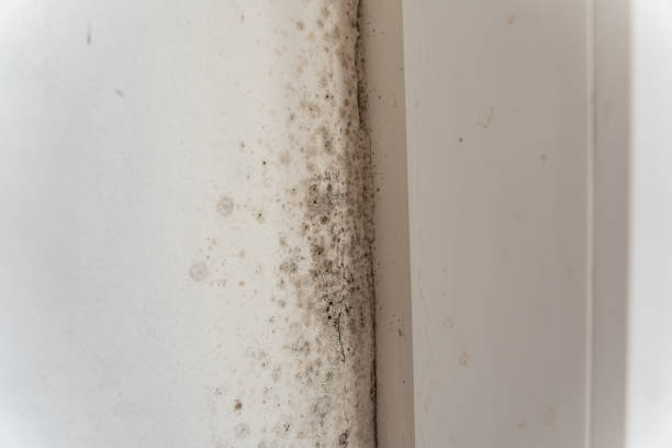 Best Biohazard Mold Removal  in Clay, CA