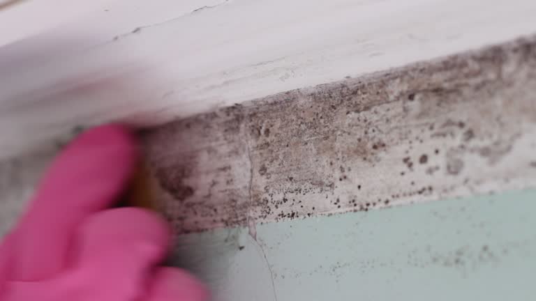 Best Commercial Mold Inspection  in Clay, CA